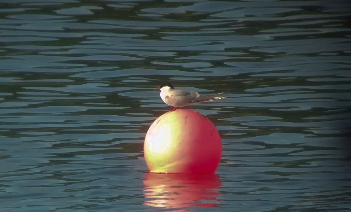 Common Tern - ML128405141