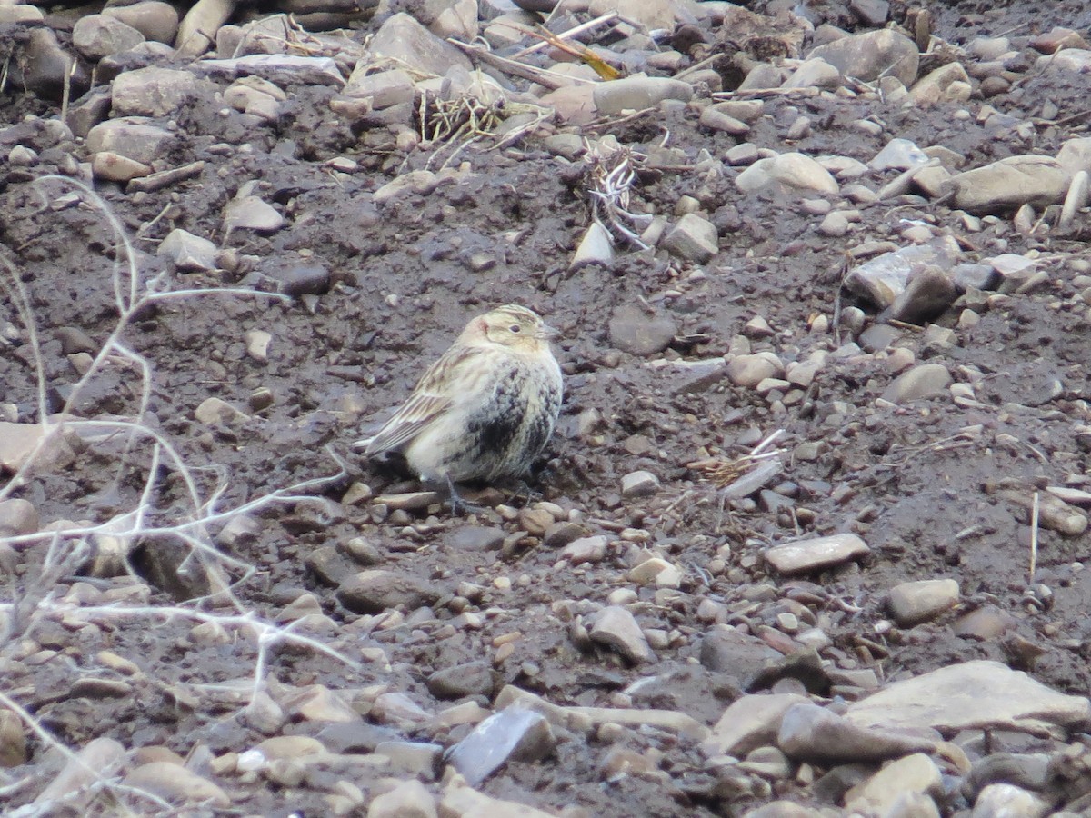 Chestnut-collared Longspur - ML128405301