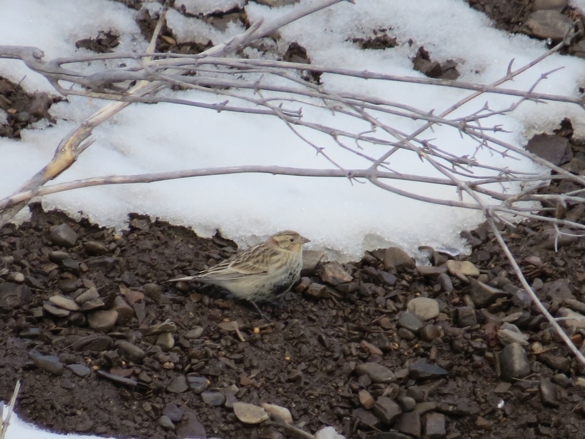 Chestnut-collared Longspur - ML128405341