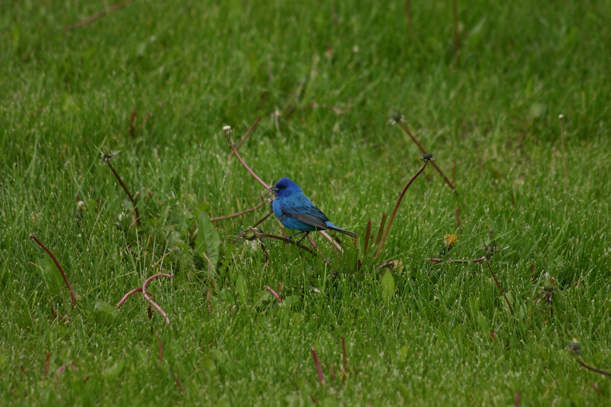 Indigo Bunting - ML128405391