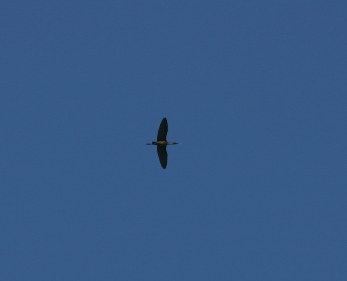 White-faced Ibis - ML128405481