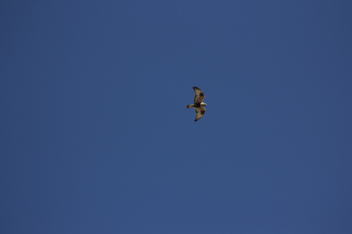 Rough-legged Hawk - ML128405771