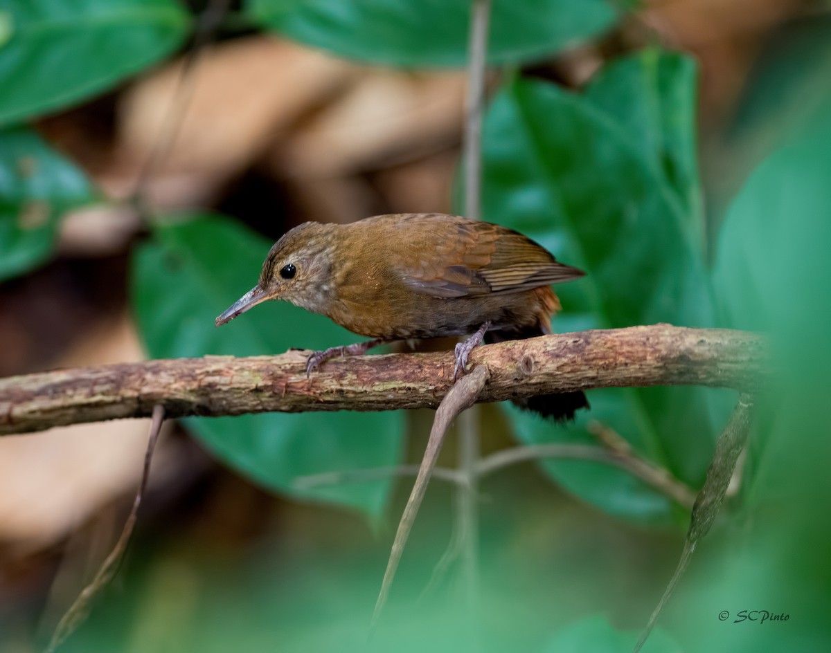 Gray-throated Leaftosser - Shailesh Pinto