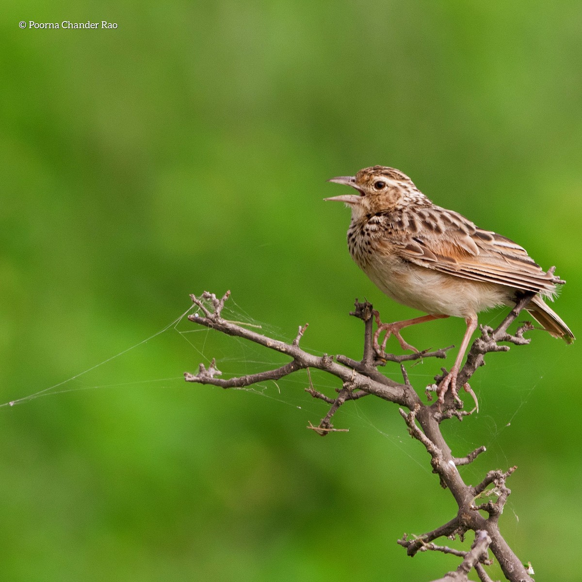 Oriental Skylark - ML128406011