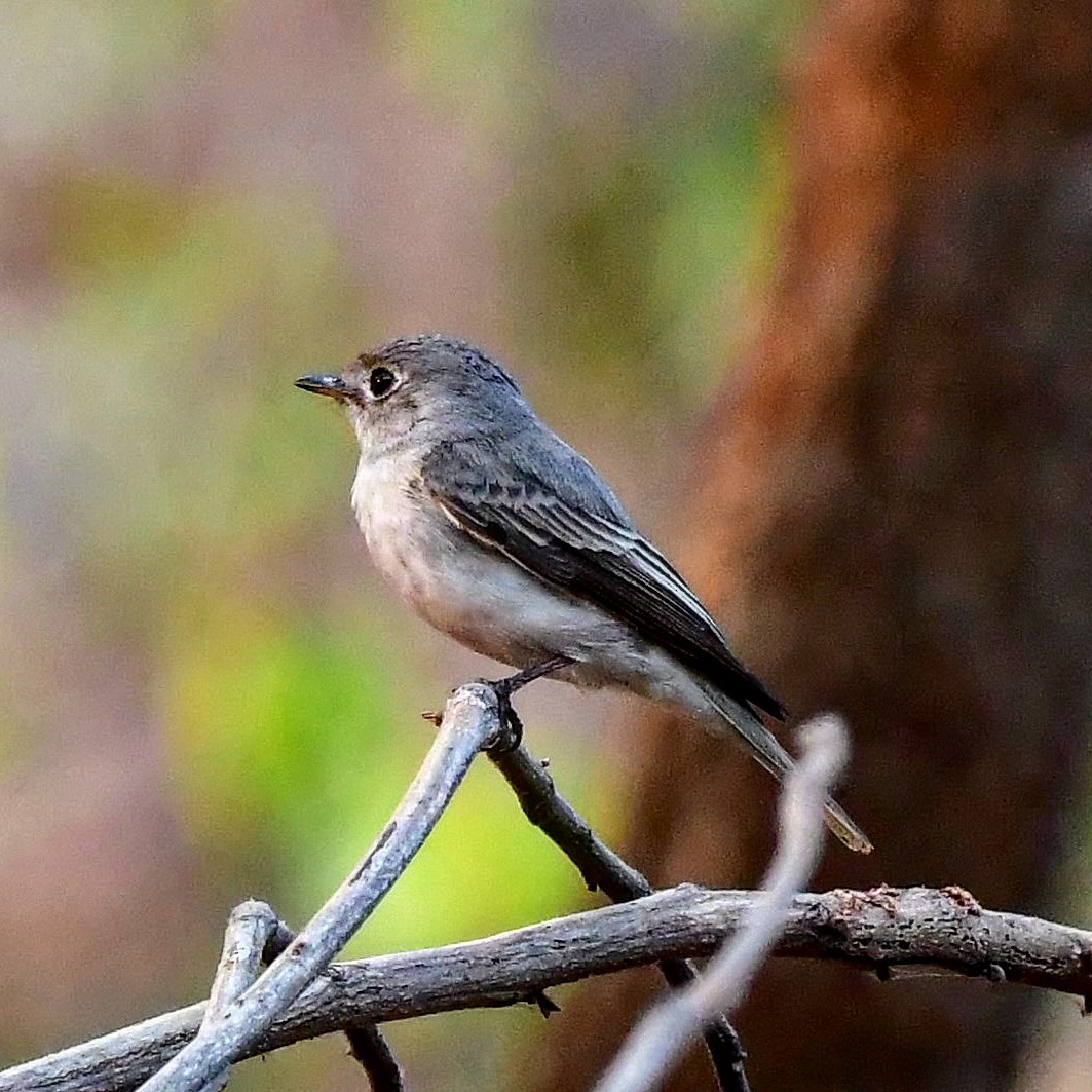 Asian Brown Flycatcher - ML128406631