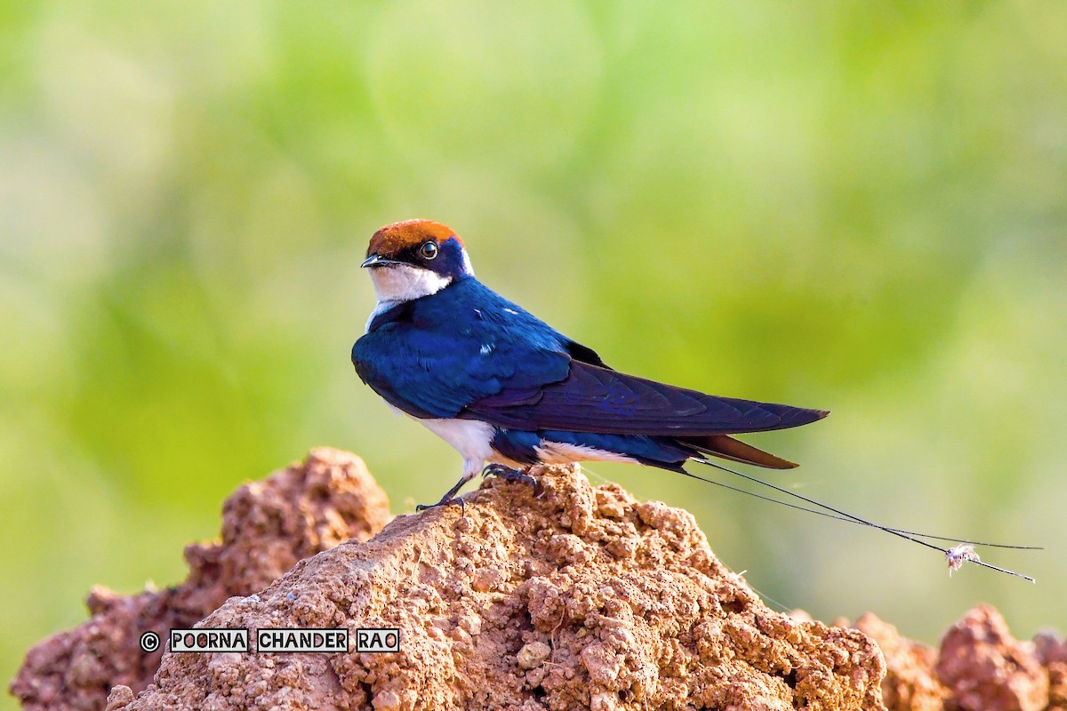 Wire-tailed Swallow - ML128406801