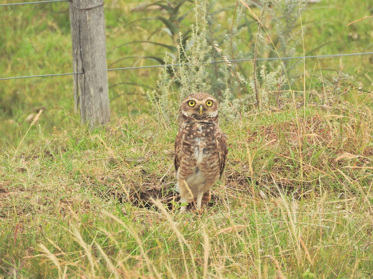 Burrowing Owl - ML128407151