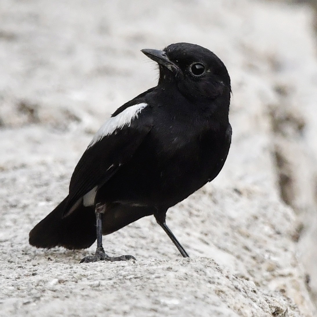 Pied Bushchat - ML128407211