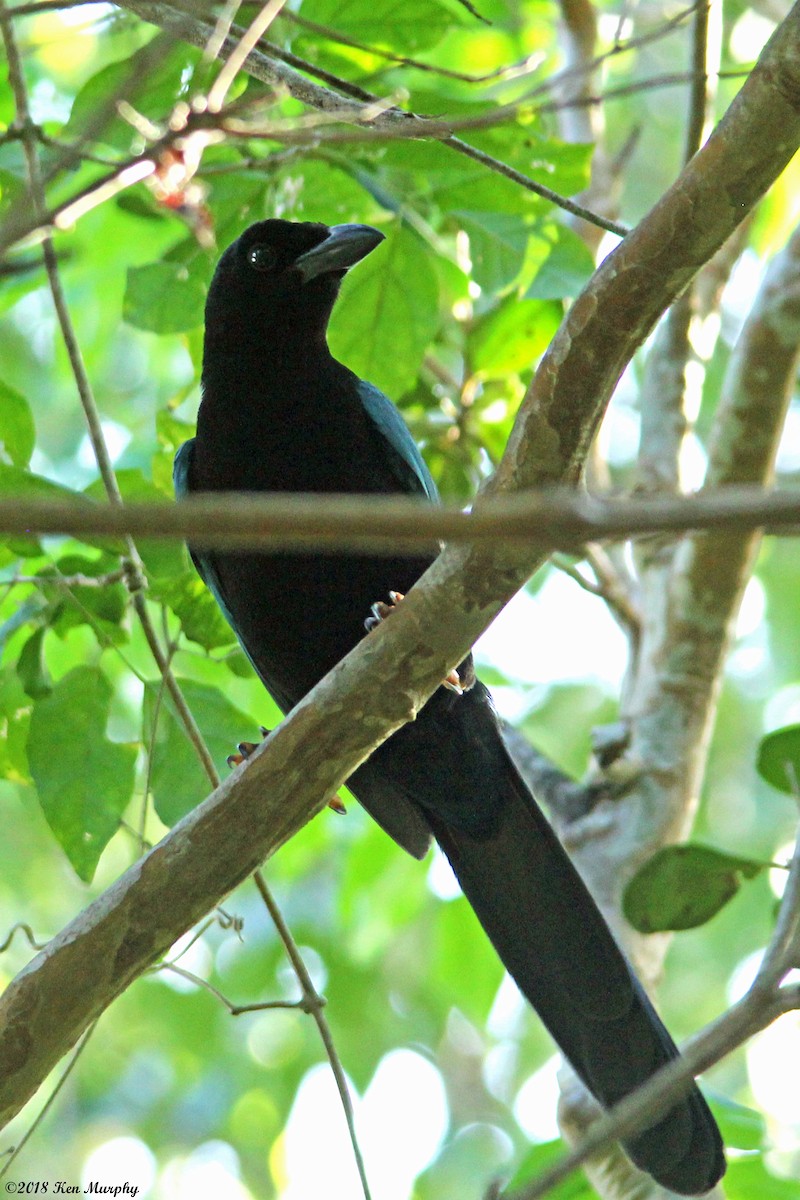 Yucatan Jay - Ken Murphy