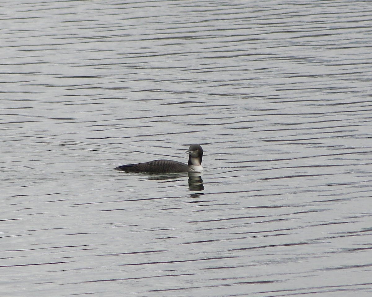 Pacific Loon - Cullen Clark