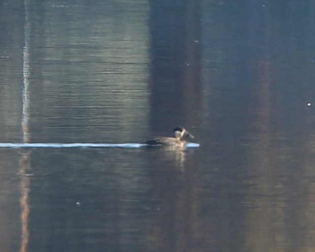 Surf Scoter - ML128408671