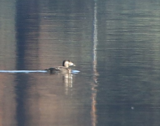 Surf Scoter - ML128408721