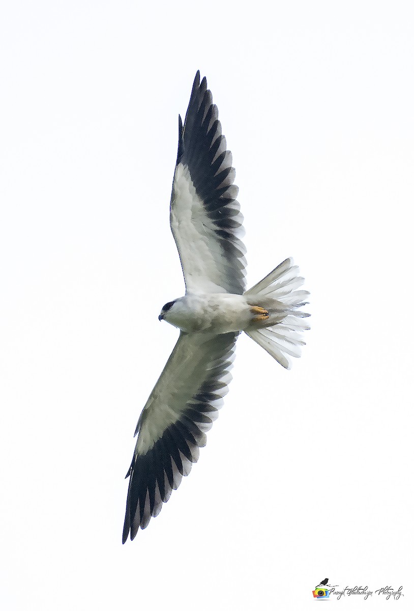 Black-winged Kite - ML128408831