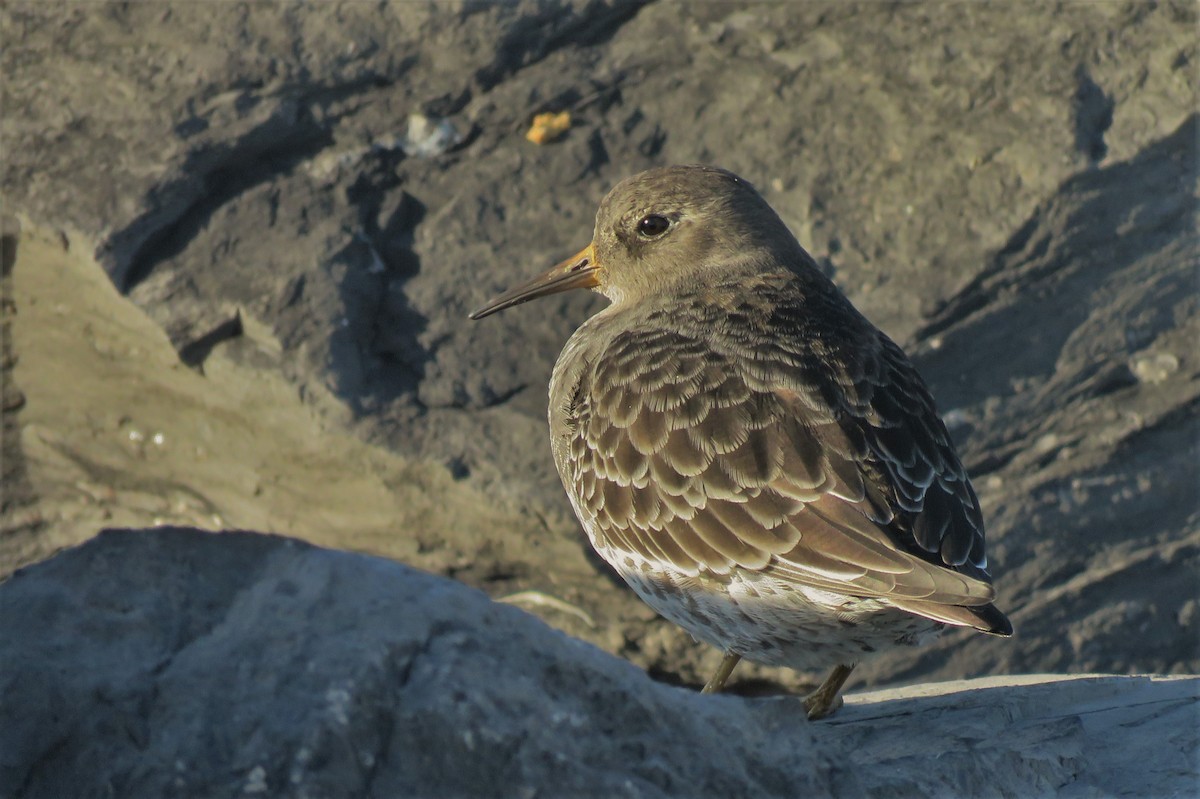 Purple Sandpiper - ML128409001