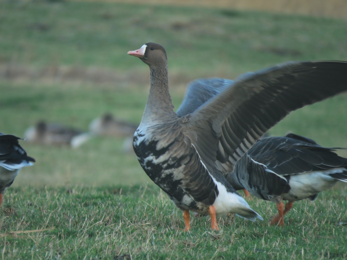 Greater White-fronted Goose - ML128409211