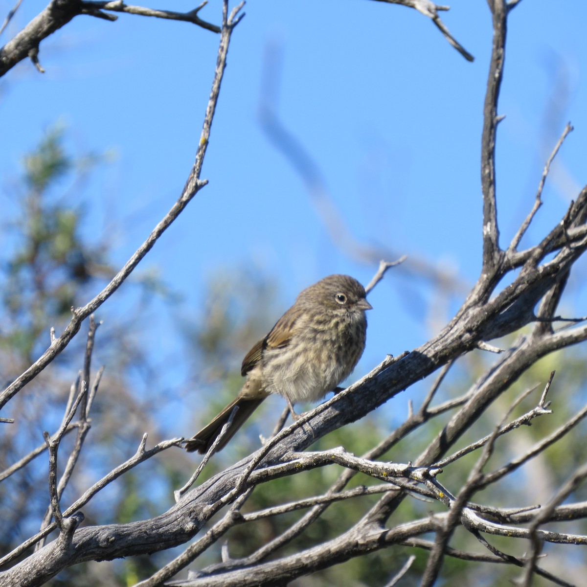 Bell's Sparrow - Rick Williams