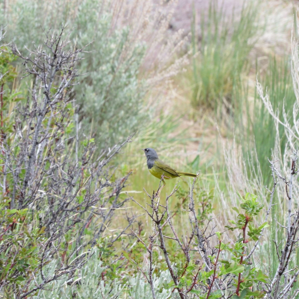 MacGillivray's Warbler - Rick Williams