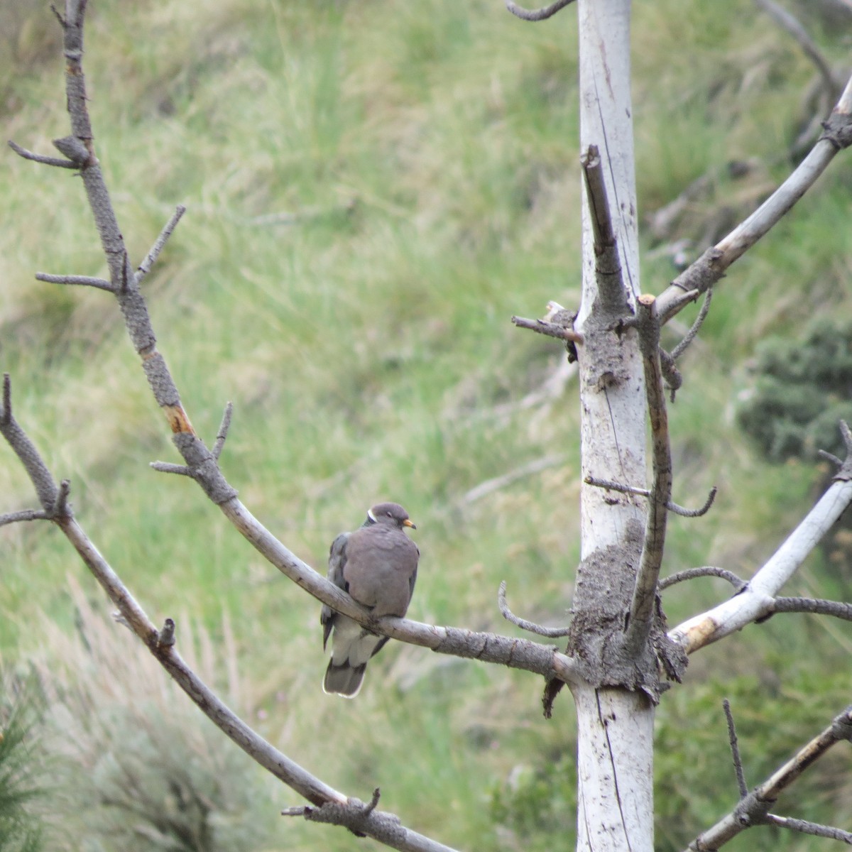 Band-tailed Pigeon - Rick Williams