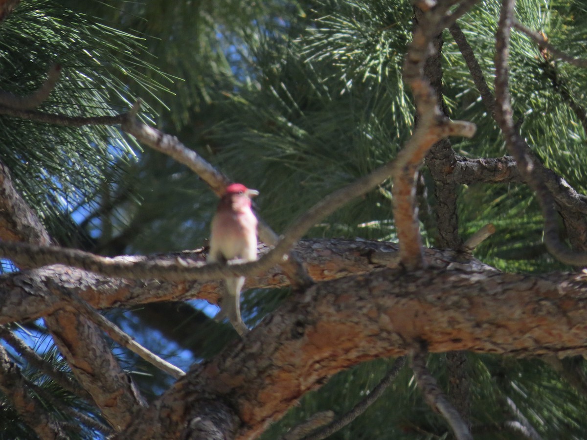 Cassin's Finch - ML128411081