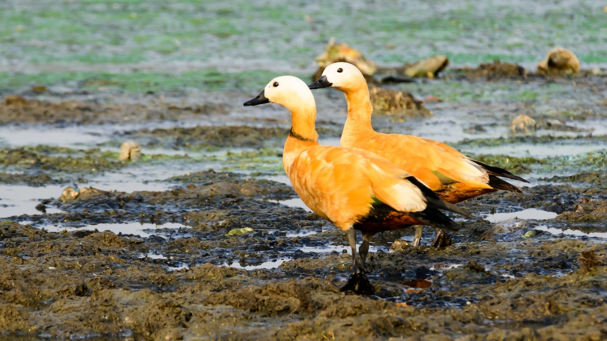 Ruddy Shelduck - Ramesh Desai