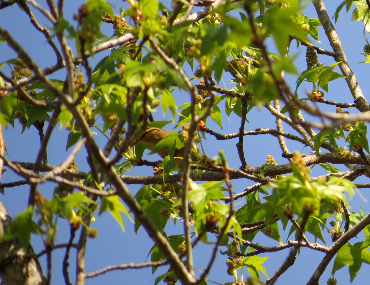 Worm-eating Warbler - ML128412821