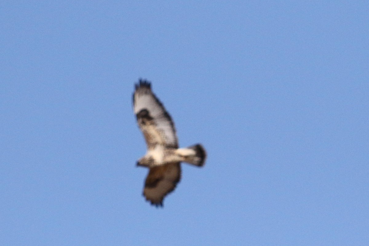 Rough-legged Hawk - Galen  Stewart