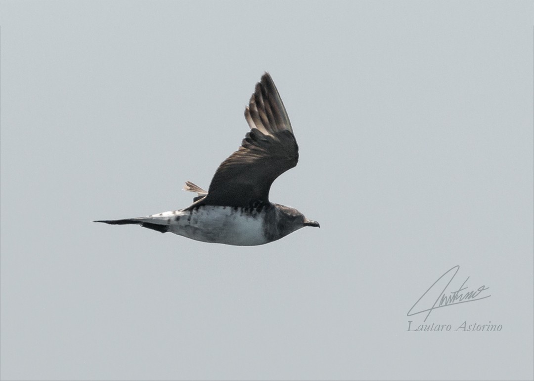 Long-tailed Jaeger - Lautaro Astorino