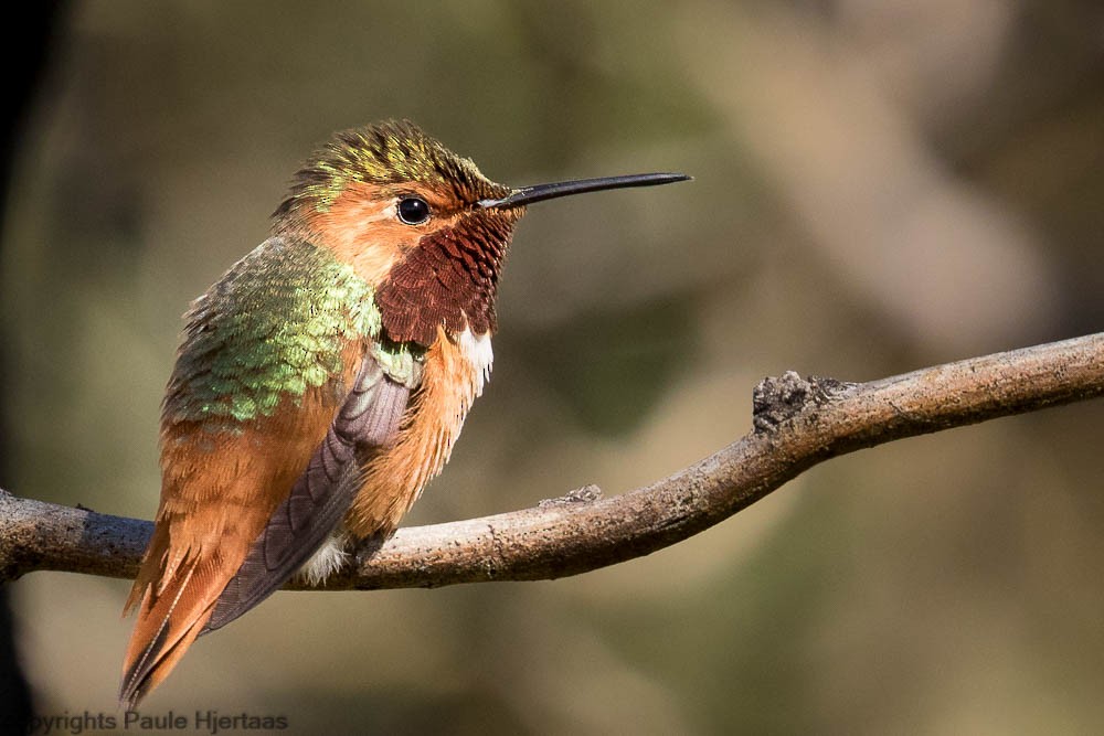 Colibrí de Allen - ML128414381