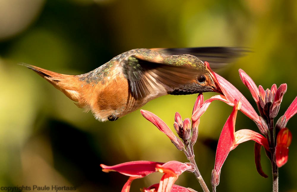 Colibrí de Allen - ML128414391