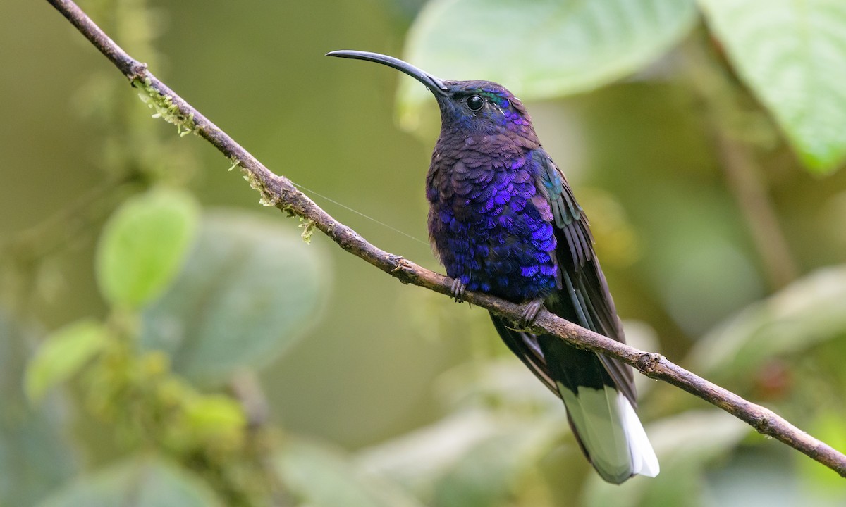 Colibrí Morado - ML128414561