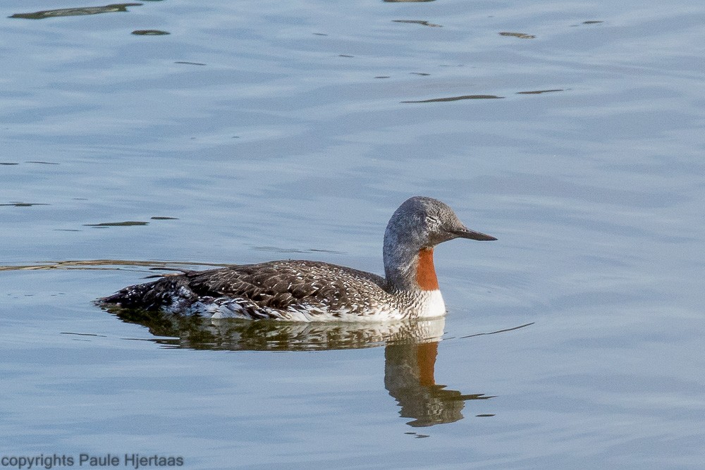 Red-throated Loon - Paule Hjertaas