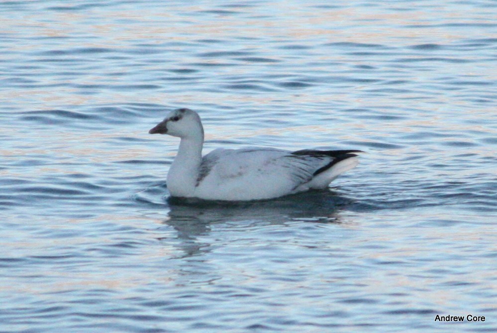 Snow/Ross's Goose - ML128415721