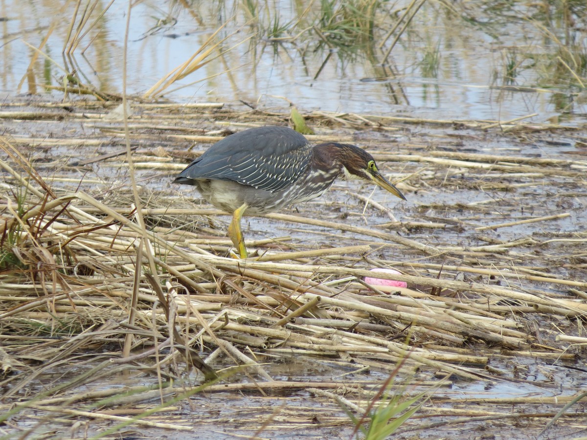 Green Heron - ML128416421