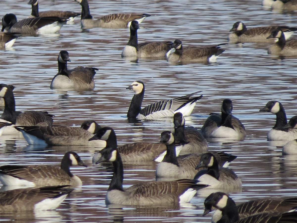 Barnacle Goose - Rick Taylor