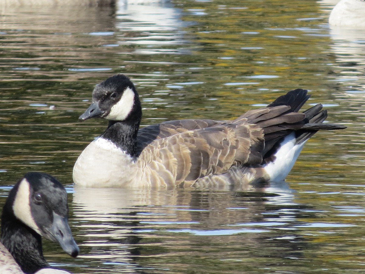 Cackling Goose - ML128416461