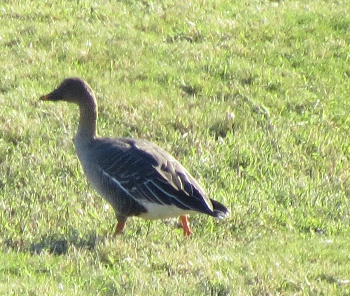 Tundra Bean-Goose - ML128416471