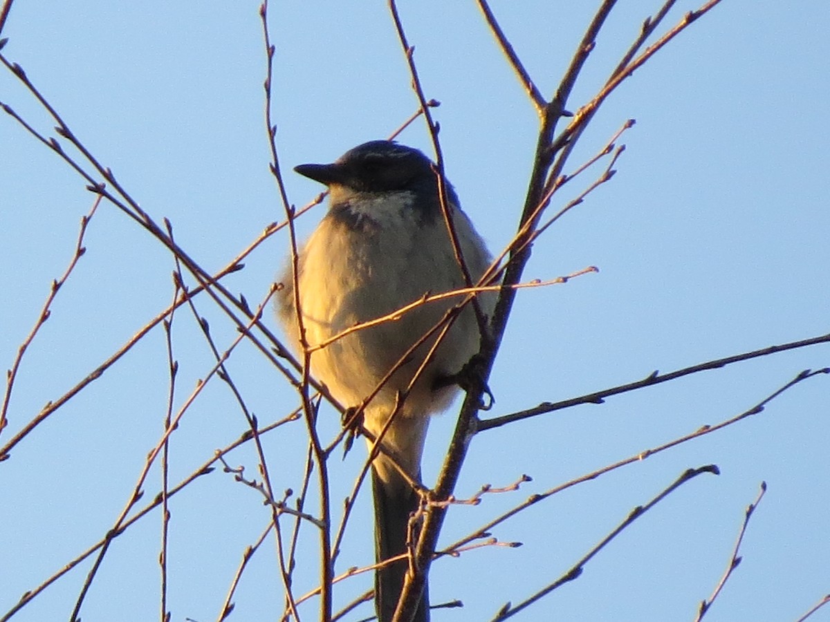 California Scrub-Jay - Rick Taylor