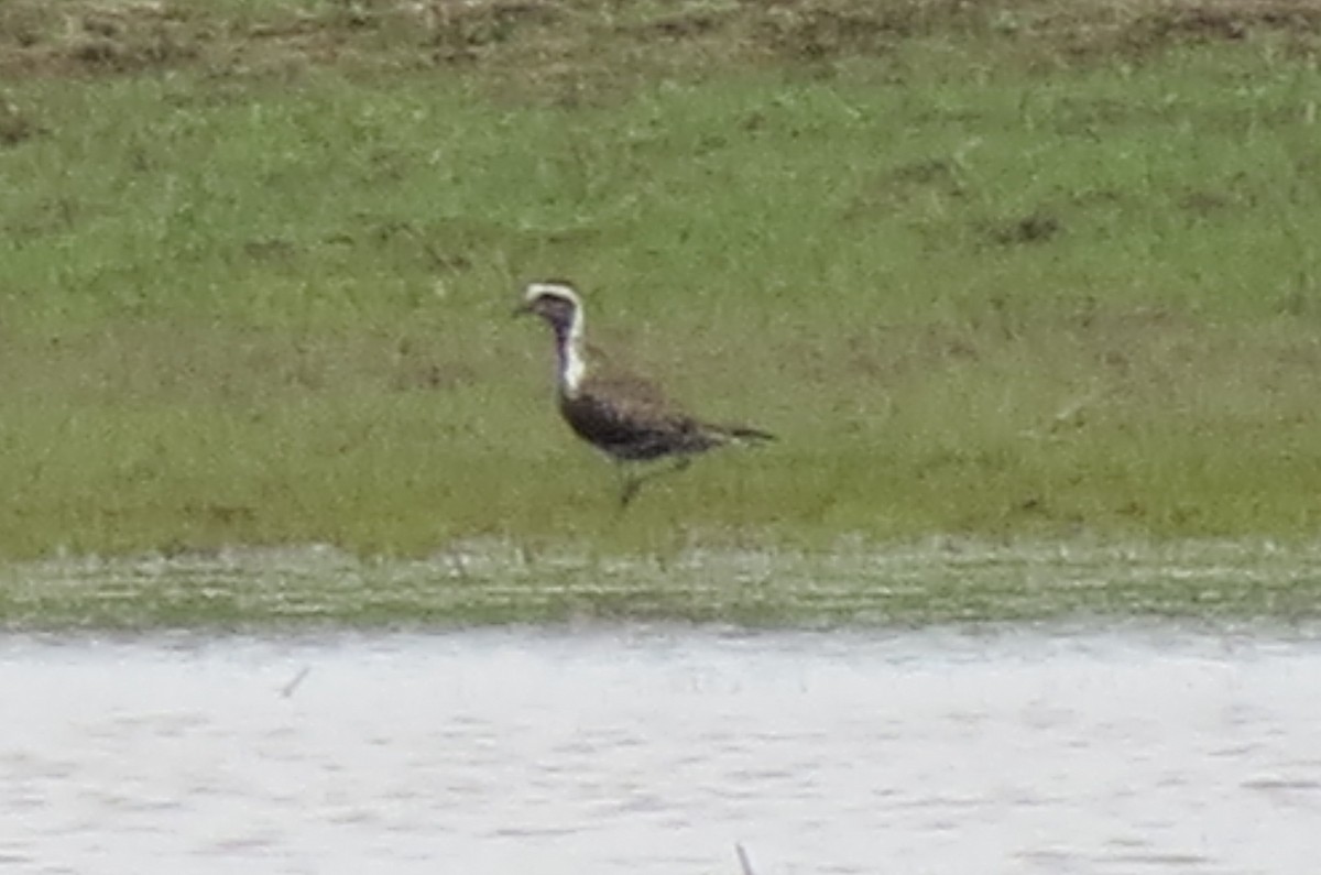 American Golden-Plover - Rick Taylor