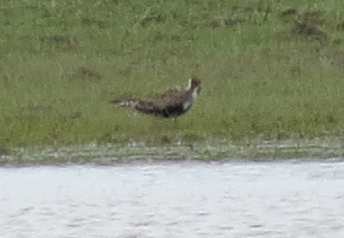American Golden-Plover - ML128416531