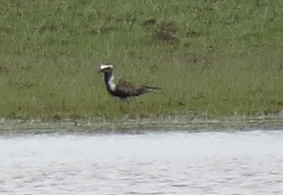 American Golden-Plover - ML128416541