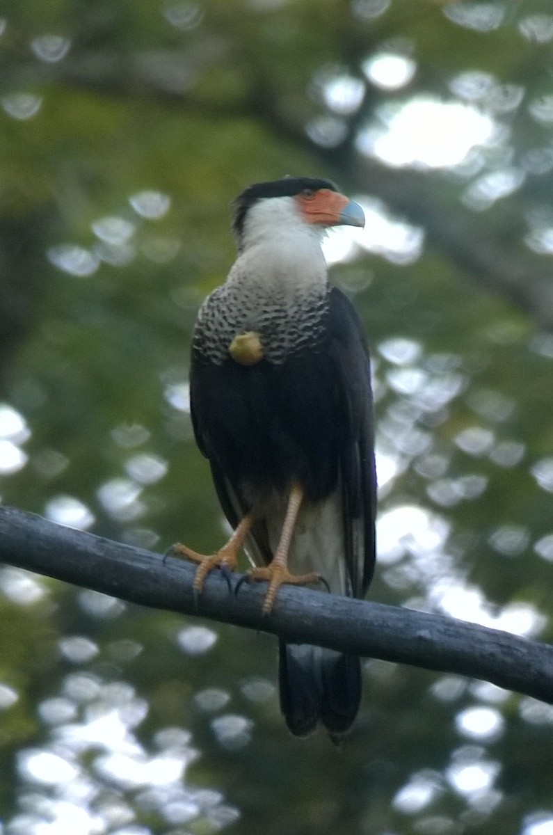 Crested Caracara (Northern) - ML128416551