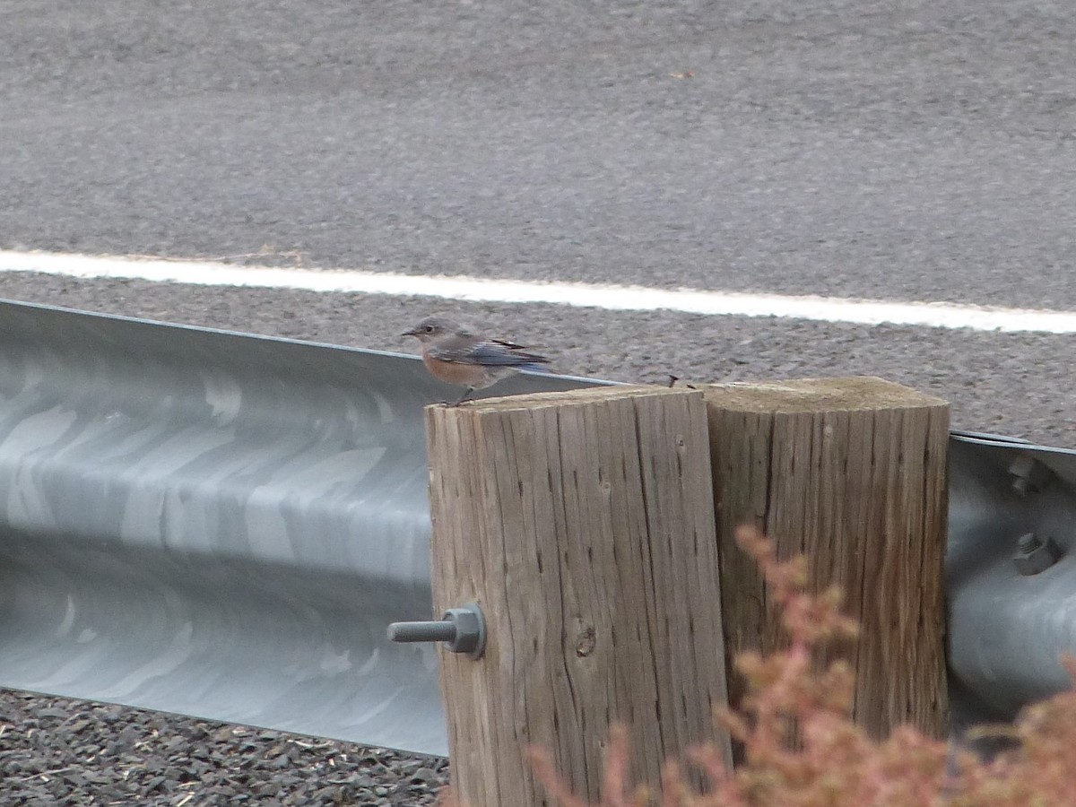 Western Bluebird - ML128416561