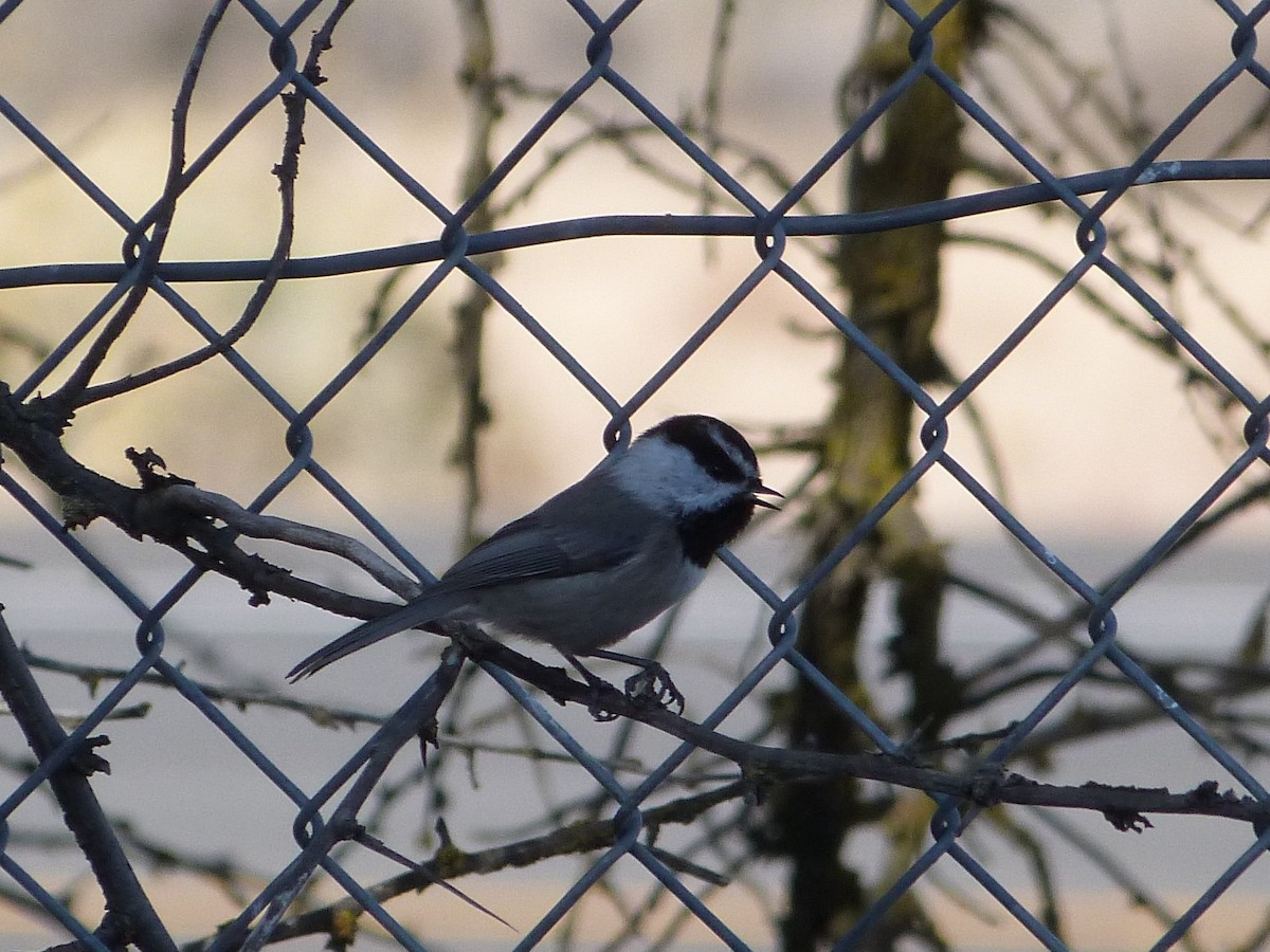 Mountain Chickadee - ML128416571