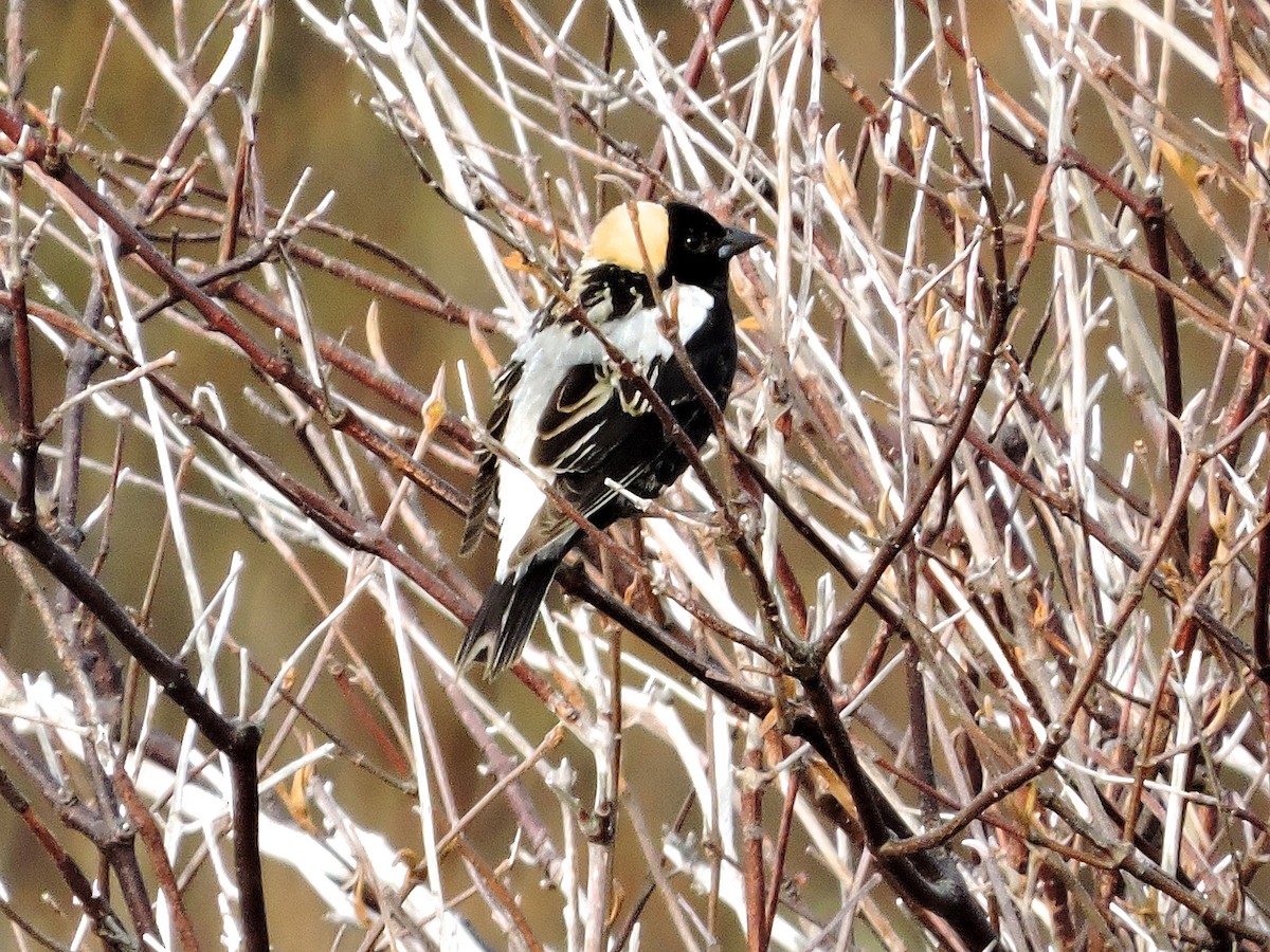 bobolink americký - ML128416641