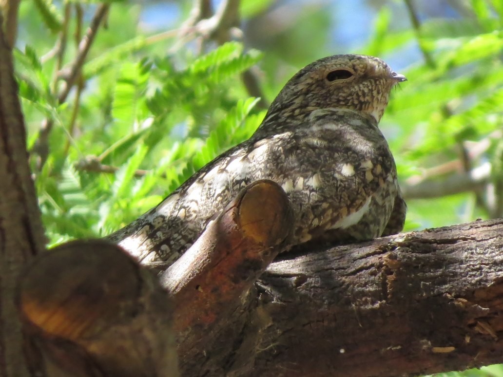 Lesser Nighthawk - ML128417851