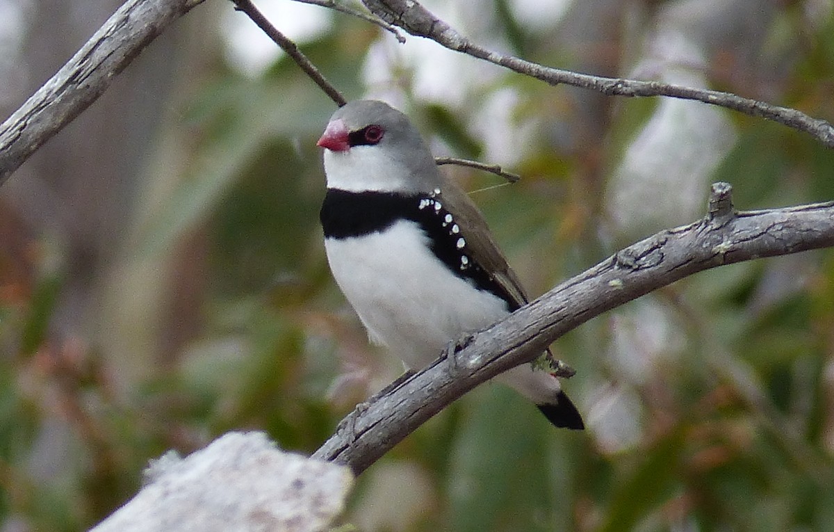 Diamond Firetail - ML128420201