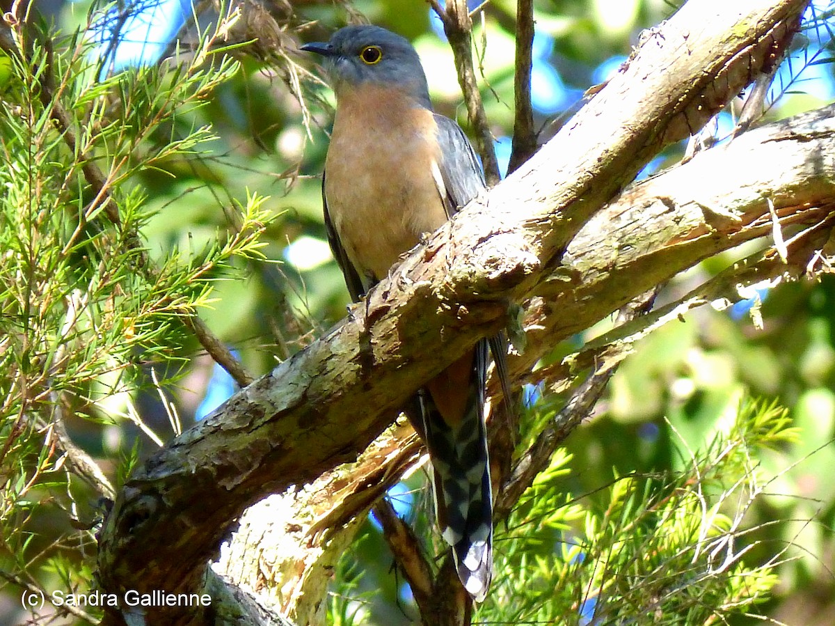 Fan-tailed Cuckoo - ML128420861