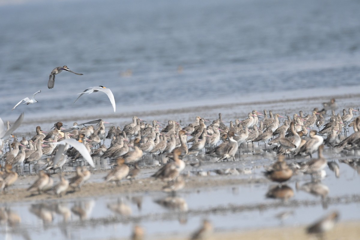 Black-tailed Godwit - ML128420921