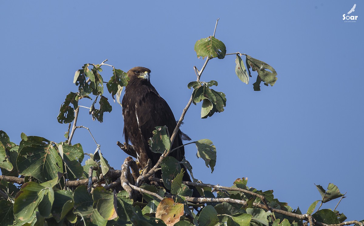 Golden Eagle - Soar Excursions