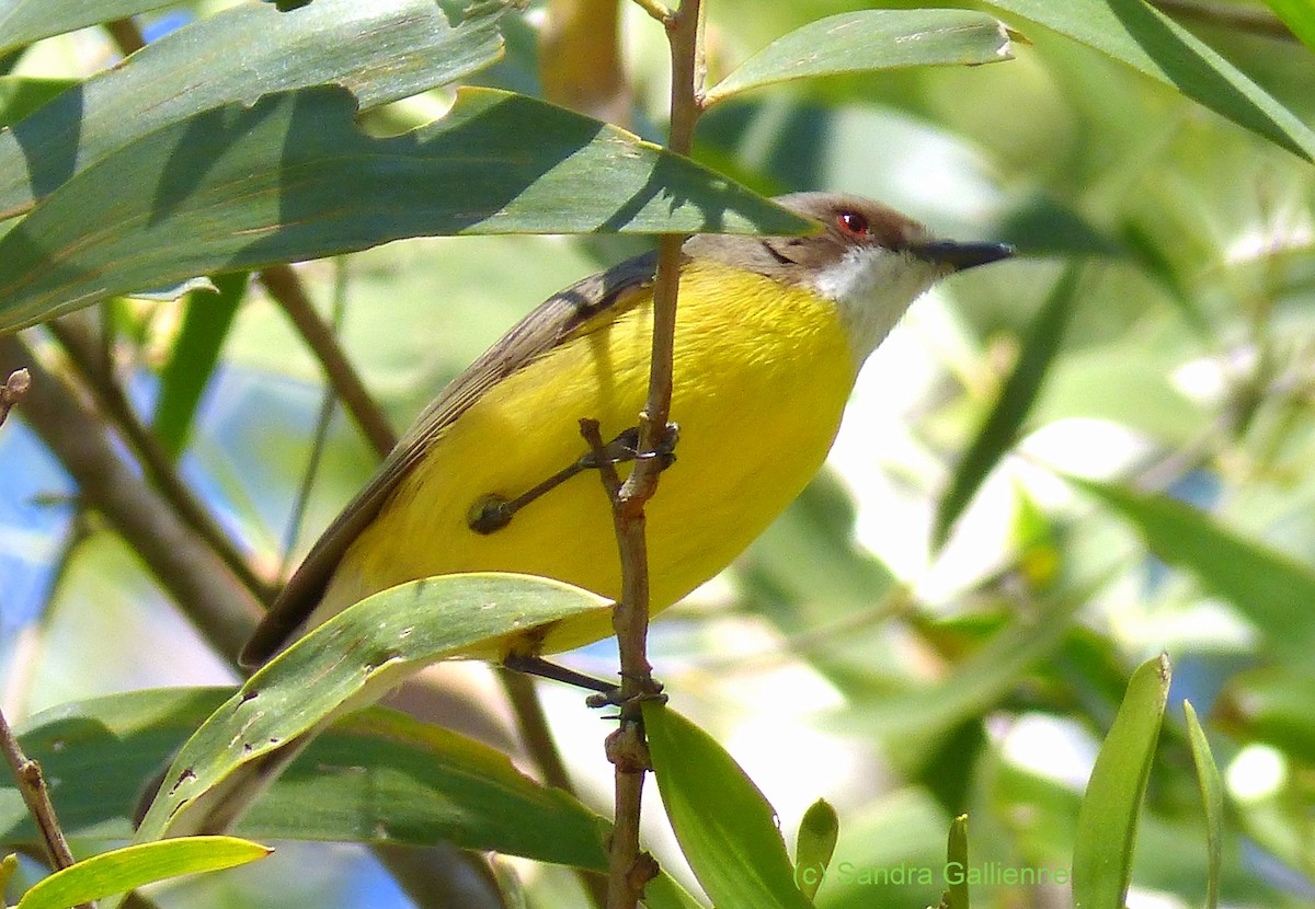 White-throated Gerygone - ML128421311